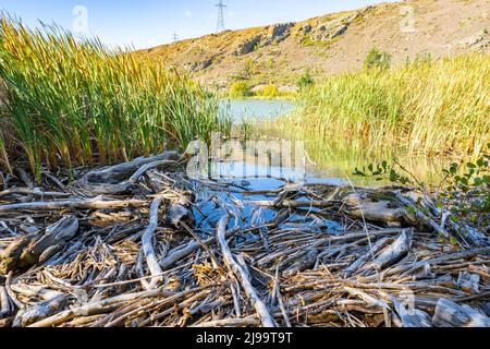 Driftwood sammelt sich in einem ruhigen Teil des Sees zwischen Binsen und Schilf, das am Rand des malerischen Sees Dunstan wächst und in Herbstfarben bei C umgibt Stockfoto