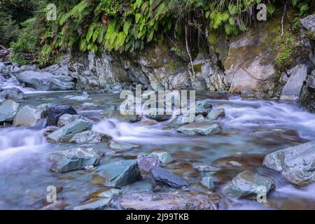 Der kleine Bach, der sauberes Wasser fließt, stürzt über felsiges Gelände vom natürlichen grünen Busch entlang des Hollyford Track in Fiordland, Neuseeland. Stockfoto