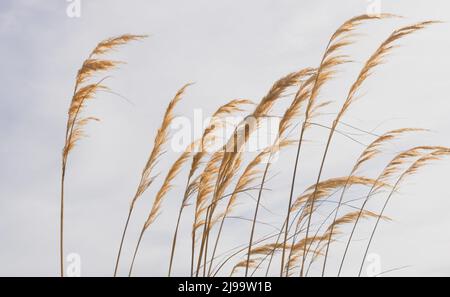 Federartige Blüten oder Samen Kopf der Zehe Biegen in Brise Neuseeland gebürtig ähnlich Pampas. Stockfoto