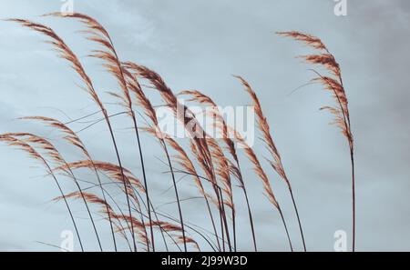 Federartige Blüten oder Samen Kopf der Zehe Biegen in Brise Neuseeland gebürtig ähnlich Pampas. Stockfoto