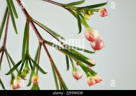 Geraldton Wachs (Chamaelaucium uncinatum) in Knospe. Australische Pflanze. Stockfoto