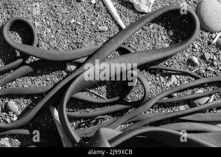 Zufälliges Muster von trockenem Bullenkelp, gewaschen und in der Sonne an der steinigen Küste der Kaikoura-Küste an der Ostküste der Südinsel Neuseelands gelegen. Stockfoto