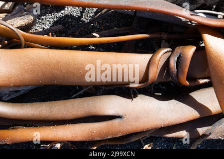 Bullenkelp wurde am Strand gewaschen und trocknete in der Sonne an der Küste von Kaikoura, Neuseeland. Stockfoto