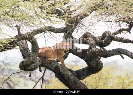 Löwe auf einem Baum, Serengeti-Nationalpark, Tansania Stockfoto