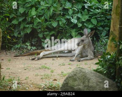 Östliches graues Känguru : das östliche graue Känguru (Macropus giganteus) ist ein Beuteltier, das im östlichen Drittel Australiens gefunden wird Stockfoto