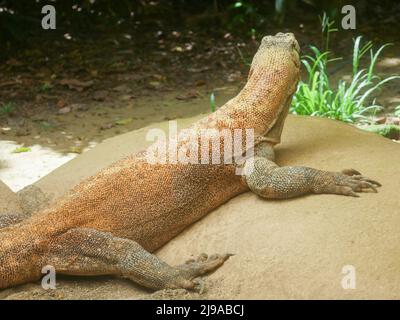 Der Komodo-Drache, auch als Komodo-Monitor bekannt, gehört zur Familie der Warane Stockfoto