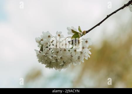 Üppige Frühlingsblüte von weißen Kirschblüten am Himmel Stockfoto