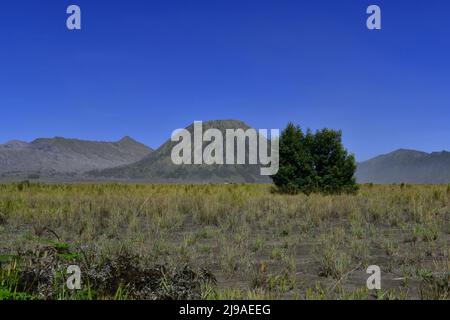Savana im Bromo Nationalpark, Ost-Java, Indonesien mit dem Berg Batok im Hintergrund. Stockfoto