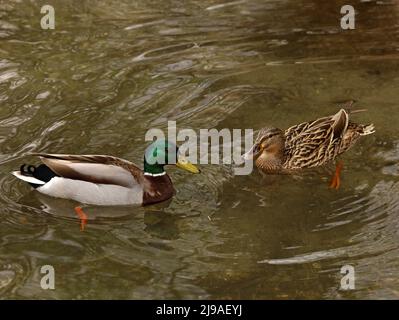 Zwei Enten, männlich und weiblich, schwimmen im See Stockfoto