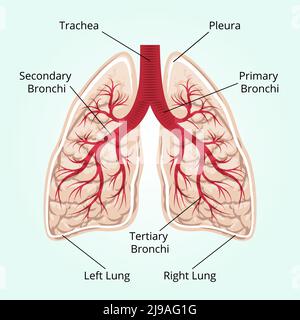 Struktur der Lunge. Gesundheitswesen, und Pleura, Zwerchfell und Atem und Thorax. Vektorgrafik Stock Vektor