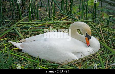 Stummer Schwan auf Nest im Schilf Stockfoto