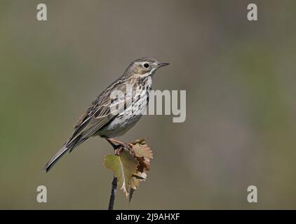 Wiesenpipit, Anthus pratensis, auf Baumspitze sitzend, sauberer Hintergrund Stockfoto