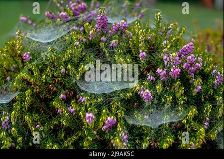 Spinnweben und Spinnweben sind im Herbst überall auf Bäumen und Sträuchern zu finden. Stockfoto