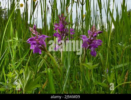 17. Mai 2022, Brandenburg, Rüdersdorf: Die Orchideenart Breitblättrige Orchidee (Dactylorhiza majalis) wächst auf einer feuchten Wiese im Naturschutzgebiet und Fauna-Flora-Habitat-Gebiet 'Herrensee, lange-Dammwiesen und Barnim-Hände'. Foto: Patrick Pleul/dpa Stockfoto