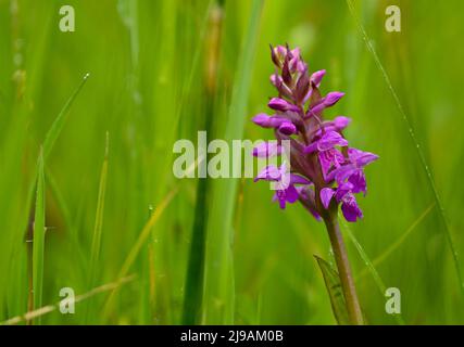 17. Mai 2022, Brandenburg, Rüdersdorf: Die Orchideenart Breitblättrige Orchidee (Dactylorhiza majalis) wächst auf einer feuchten Wiese im Naturschutzgebiet und Fauna-Flora-Habitat-Gebiet 'Herrensee, lange-Dammwiesen und Barnim-Hände'. Foto: Patrick Pleul/dpa Stockfoto