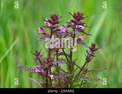 17. Mai 2022, Brandenburg, Rüdersdorf: Eine Spezialität des Landes Brandenburg ist der Sumpflousewort (Pedicularis palustris), der auf einer feuchten Wiese im Naturschutzgebiet und Fauna-Flora-Habitat-Gebiet 'Herrensee, lange-Dammwiesen und Barnim-Hände' wächst. Foto: Patrick Pleul/dpa Stockfoto