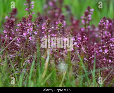 17. Mai 2022, Brandenburg, Rüdersdorf: Eine Spezialität des Landes Brandenburg ist der Sumpflousewort (Pedicularis palustris), der auf einer feuchten Wiese im Naturschutzgebiet und Fauna-Flora-Habitat-Gebiet 'Herrensee, lange-Dammwiesen und Barnim-Hände' wächst. Foto: Patrick Pleul/dpa Stockfoto