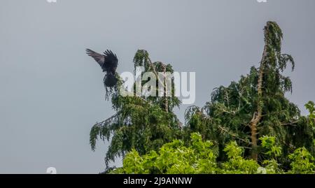 Gemeiner Rabe (Corvus Corax), der hoch in einer Baumkrone landet Stockfoto