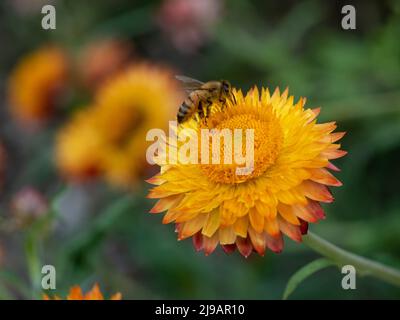 Natur, Nahtaufnahme einer wunderschönen Biene auf einer brillanten gelben Blume der Papageienblüte im Herbst, verschwommener Gartenhintergrund, Canberra, ACT, Australien Stockfoto
