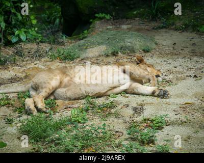 Afrikanische Löwenfüße und Klaue Nahaufnahme während es schläft Stockfoto