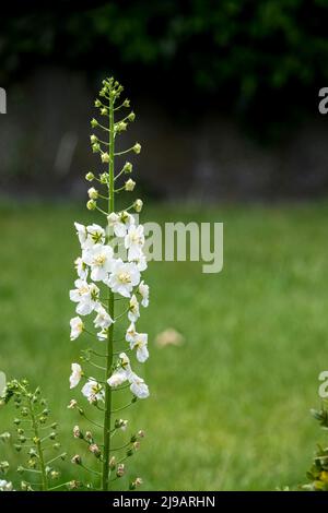 Schöne weiße Lerkspur Delphinium blüht im Frühsommer Stockfoto