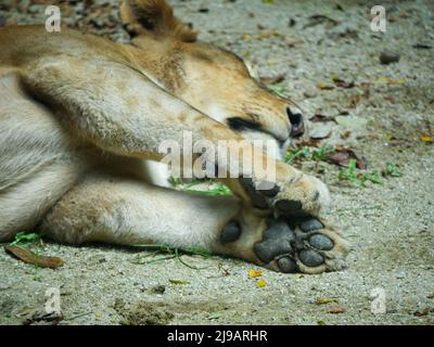 Afrikanische Löwenfüße und Klaue Nahaufnahme während es schläft Stockfoto