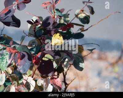 Ein gelber Schmetterling auf bunten, mehrfarbigen Blättern aus violetten, roten, grünen und weißen Blättern eines Schneebusches, Breynia Nivosa Rosea, australischer Garten Stockfoto