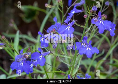 Nahaufnahme von (Fledermaus-ähnlichen) Lobelia Fountain Hellblaue Blüten in der Sommerblüte Stockfoto