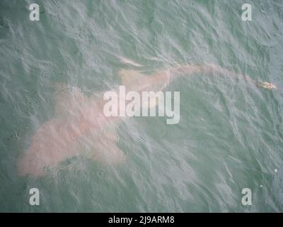 Graue Nurse Shark auf der Suche nach Mullet, Schwimmen in der Nähe des Jetty Pier, Coffs Harbour NSW Australia Stockfoto