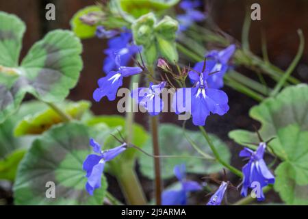 Nahaufnahme von (Fledermaus-ähnlichen) Lobelia Fountain Hellblaue Blüten in der Sommerblüte Stockfoto