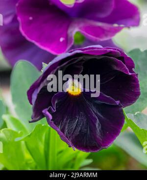 Nahaufnahme von schönen frühlingsblühenden blauen Stiefmütterchen (Viola tricolor var. hortensis) Stockfoto