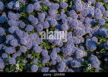 Nahaufnahme des blauen Ceanothus - amerikanische Flieder, im Frühsommer. Stockfoto