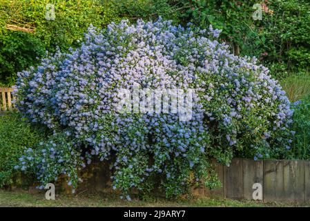 Blauer Ceanothus-Busch - amerikanische Flieder, im Frühsommer. Stockfoto