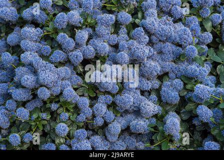 Nahaufnahme des blauen Ceanothus - amerikanische Flieder, im Frühsommer. Stockfoto