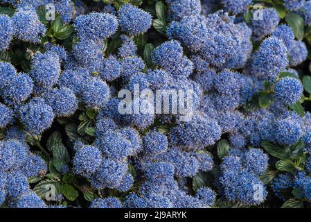 Nahaufnahme des blauen Ceanothus - amerikanische Flieder, im Frühsommer. Stockfoto