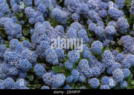 Nahaufnahme des blauen Ceanothus - amerikanische Flieder, im Frühsommer. Stockfoto