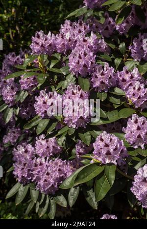 Im Sommer blüht der hellviolette Rhododendron mit dunkelburgunderroten Markierungen. Stockfoto