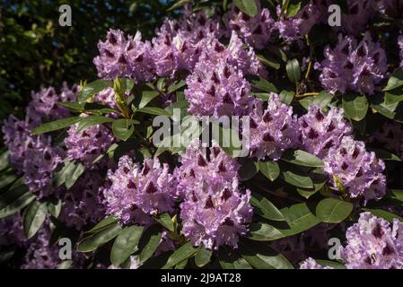 Nahaufnahme von blassvioletten Rhododendronblüten mit dunkelburgunderroten Markierungen im Sommer. Stockfoto