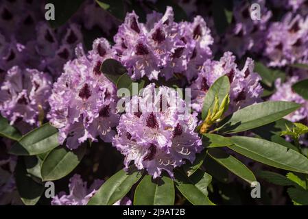 Nahaufnahme von blassvioletten Rhododendronblüten mit dunkelburgunderroten Markierungen im Sommer. Stockfoto