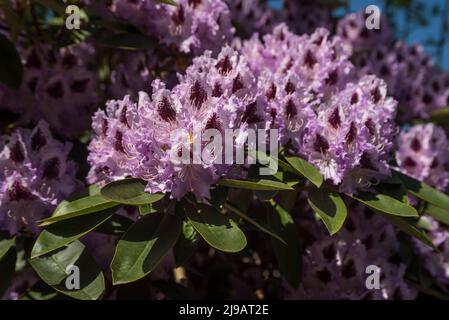 Nahaufnahme von blassvioletten Rhododendronblüten mit dunkelburgunderroten Markierungen im Sommer. Stockfoto