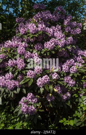 Im Sommer blüht der hellviolette Rhododendron mit dunkelburgunderroten Markierungen. Stockfoto