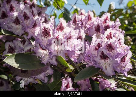 Nahaufnahme von blassvioletten Rhododendronblüten mit dunkelburgunderroten Markierungen im Sommer. Stockfoto