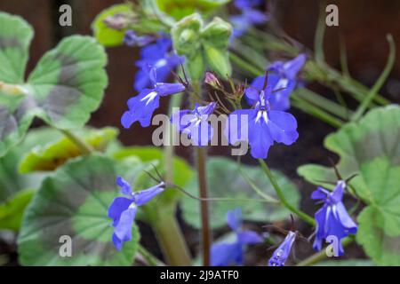 Nahaufnahme von (Fledermaus-ähnlichen) Lobelia Fountain Hellblaue Blüten in der Sommerblüte Stockfoto