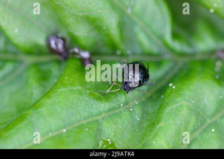 Schwarze Kirschlaus (Myzus cerasi) auf Blatt Stockfoto