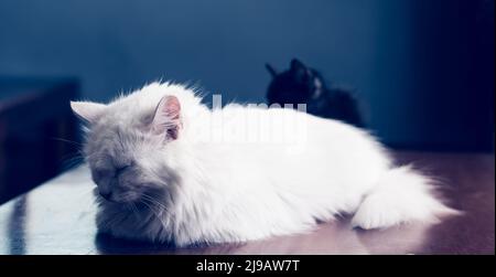 BANNER Foto weiß flauschig lange Haare Katze liegen schlafen nahe Augen. Schwarze Kätzchen verstecken Hintergrund. Tierpflege, Freundschaft, Beziehungsprobleme, traurig Stockfoto
