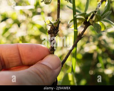 Braune Käfer an einem Pflanzenstamm; Pflanzenstamm von Schussinsekten befallen Stockfoto