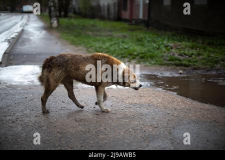 Wütender Hund auf der Straße. Heimatloser Hund auf der Straße. Haustier ohne Besitzer. Tierische Aggression. Stockfoto