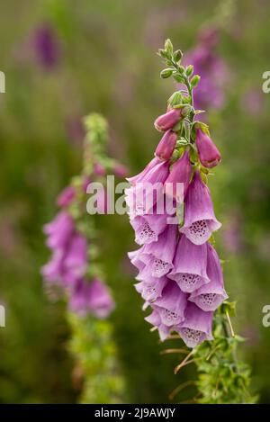 Nahaufnahme der schönen, aber giftigen Blüten von Füchshandschuh- (Digitalis purpurea) Pflanzen, blühend lila und rosa Stockfoto