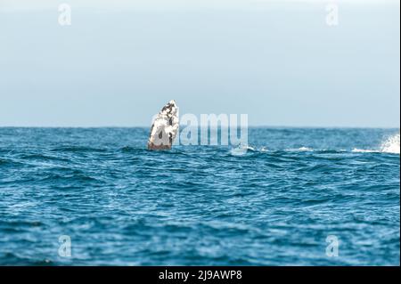 Die Riesenschwanzflosse eines grauen Wals, der vor der Küste kaliforniens auftaucht. Stockfoto