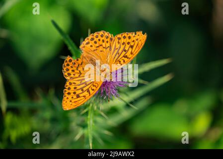 Nahaufnahme eines silbergewaschenen fatillären Schmetterlings (Argynnis paphia) auf einem purpurnen Distelblumenkopf. Stockfoto